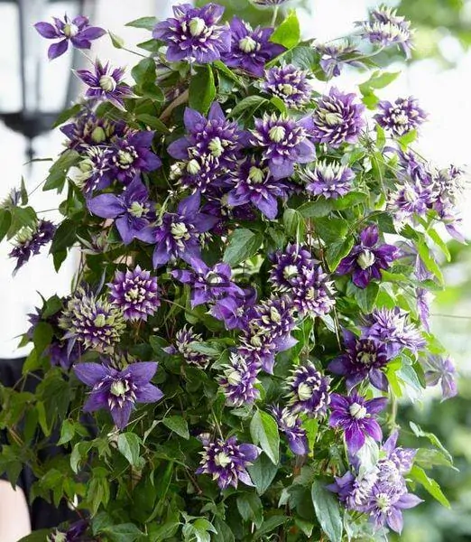 Clematis 'Taiga' PBR